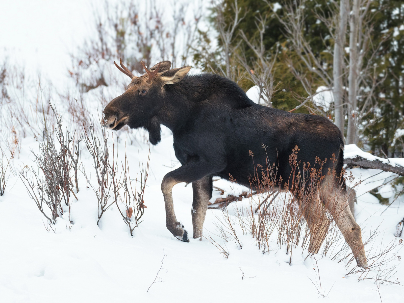 В Карелии браконьер, застреливший лося со снегохода, выслушал приговор