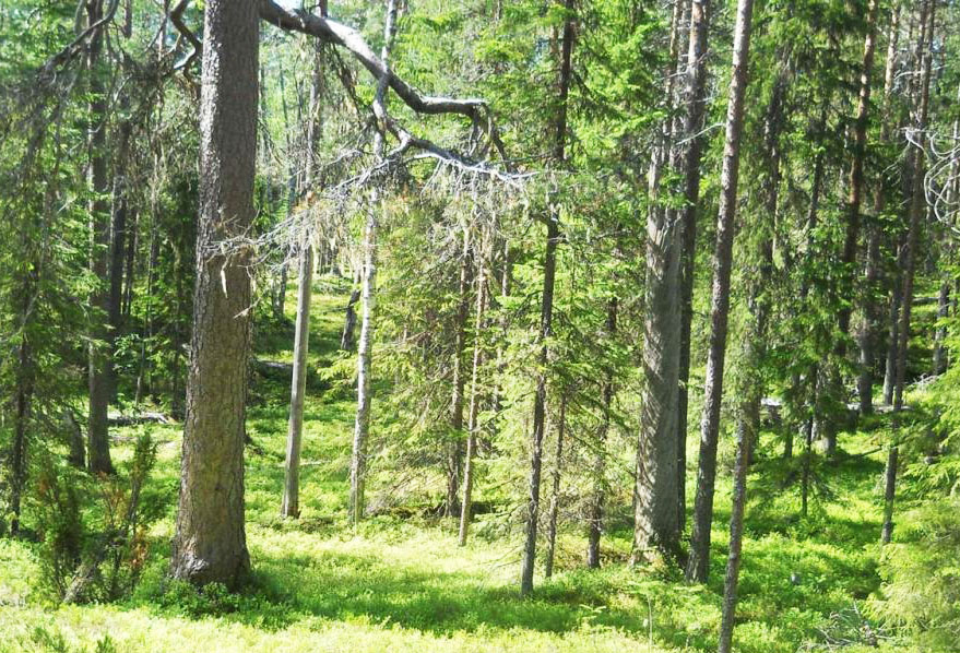 Карелия может лишиться уникальных лесов из-за отказа лесопромышленников от моратория на рубки