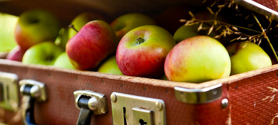 Россиянам объяснили разницу между зелеными, красными и желтыми яблоками