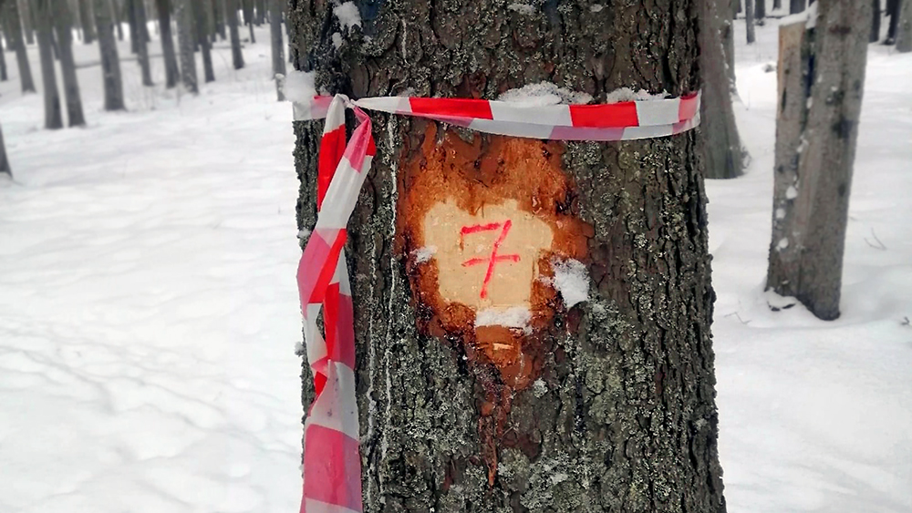 Защитники Кургана в Петрозаводске обеспокоены зарубками на деревьях (ФОТОФАКТ)