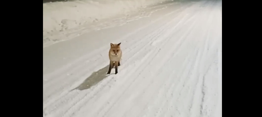 Пушистая лиса выбежала на дорогу в Карелии (ВИДЕО)