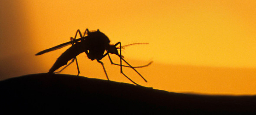 Роспотребнадзор предупредил туристов о лихорадке Зика, передающейся комарами