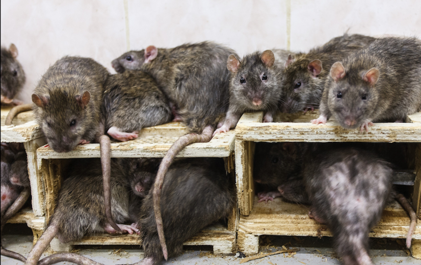 Крысы из метро