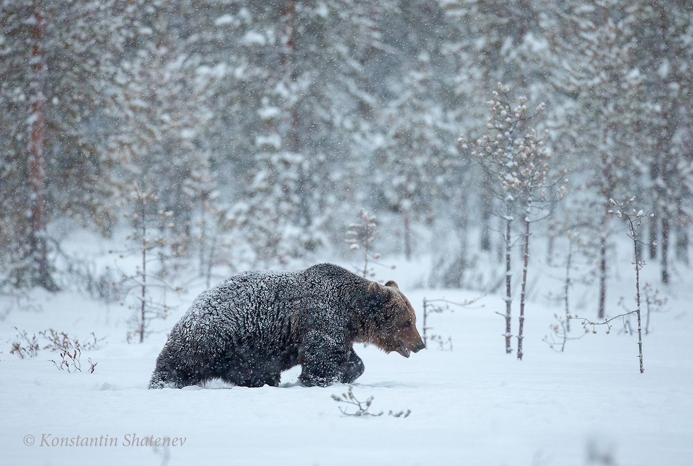 Медведи начали выходить из берлог в Карелии (ФОТОФАКТ)