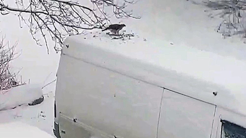 Пернатый хищник устроил пиршество на крыше фургона в Петрозаводске (ВИДЕО)