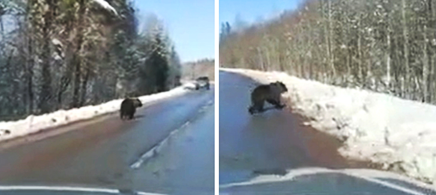 белые медведи бегут за камазом видео