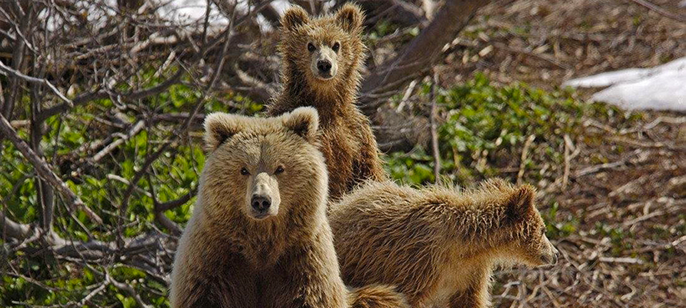 Специалисты Минприроды проверят, гуляли ли три медведя на окраине Петрозаводска