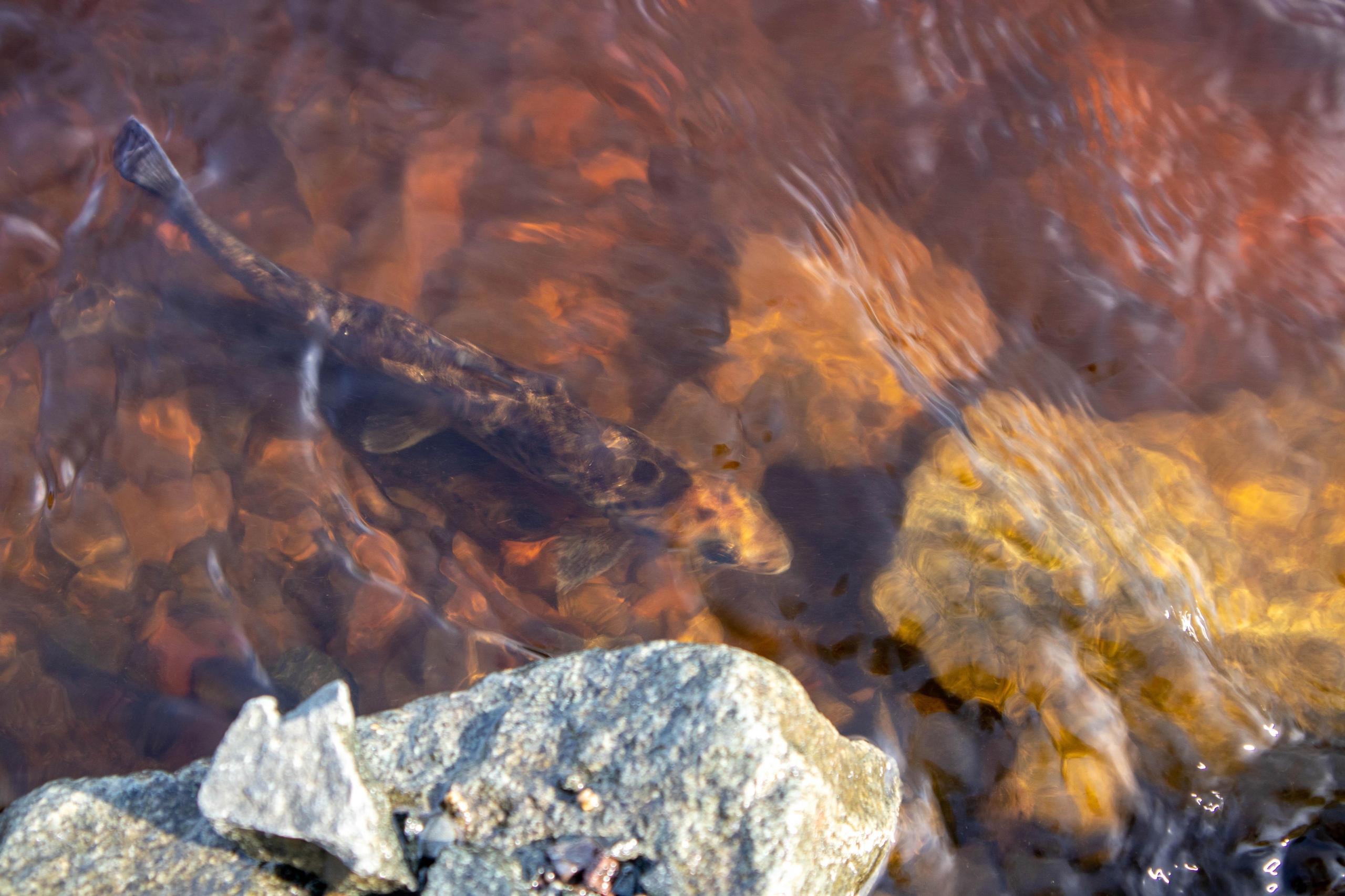 Три тысячи молодых краснокнижных лососей выпустили в реку Шуя в Карелии