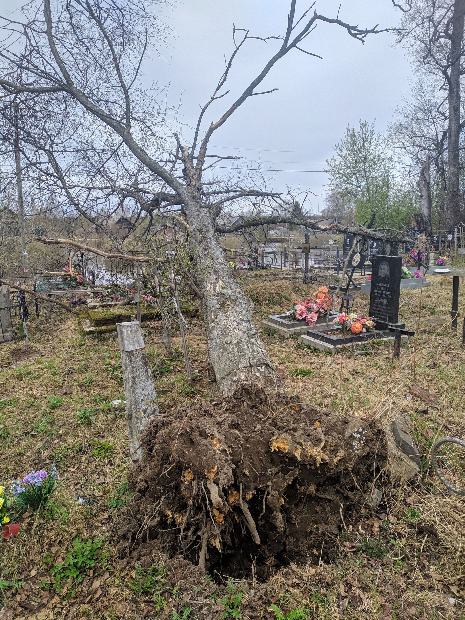 Гнилое дерево разбило кресты и памятники на кладбище в деревне Карелии (ФОТО)