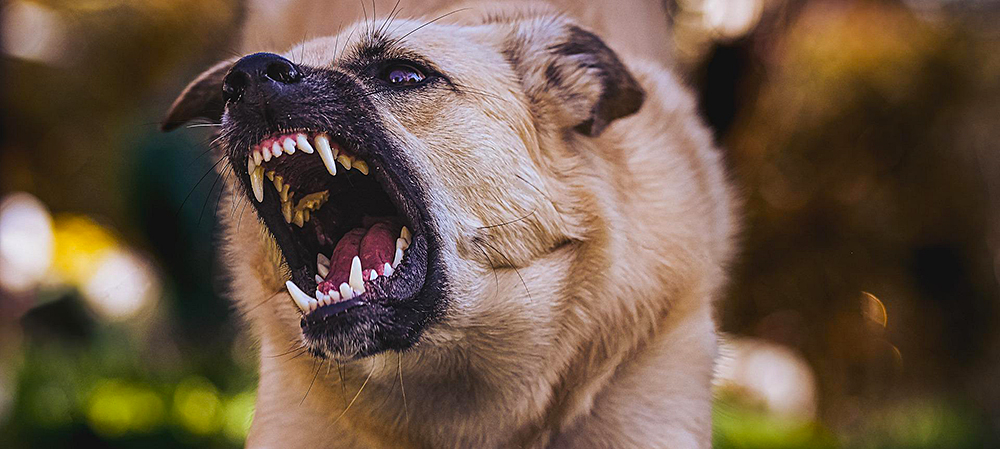 Жителям юга Карелии сообщили, как можно сообщить властям о стае агрессивных собак