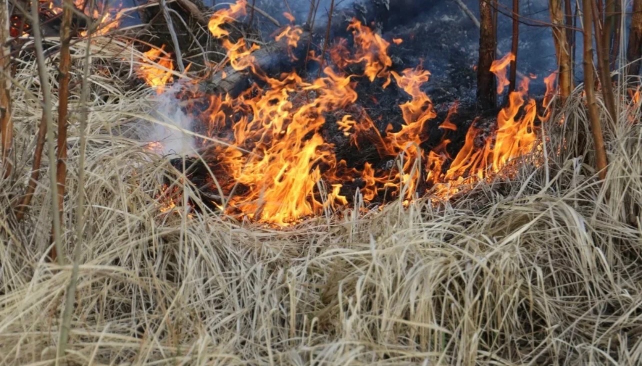 Лес загорелся в Прионежском районе Карелии из-за пала травы