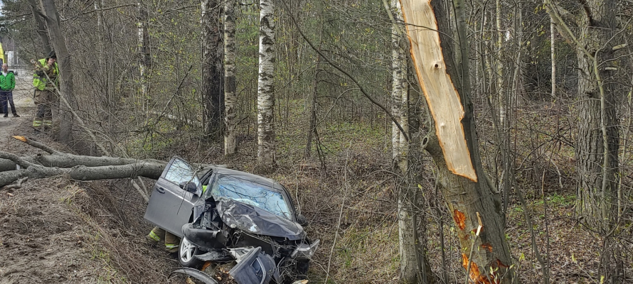 В ГИБДД рассказали, кто в День Победы сбил дерево у аэропорта в Петрозаводске