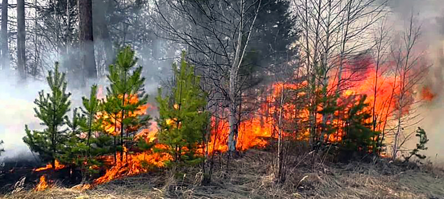 Лесной пожар зарегистрирован в одном из районов Карелии