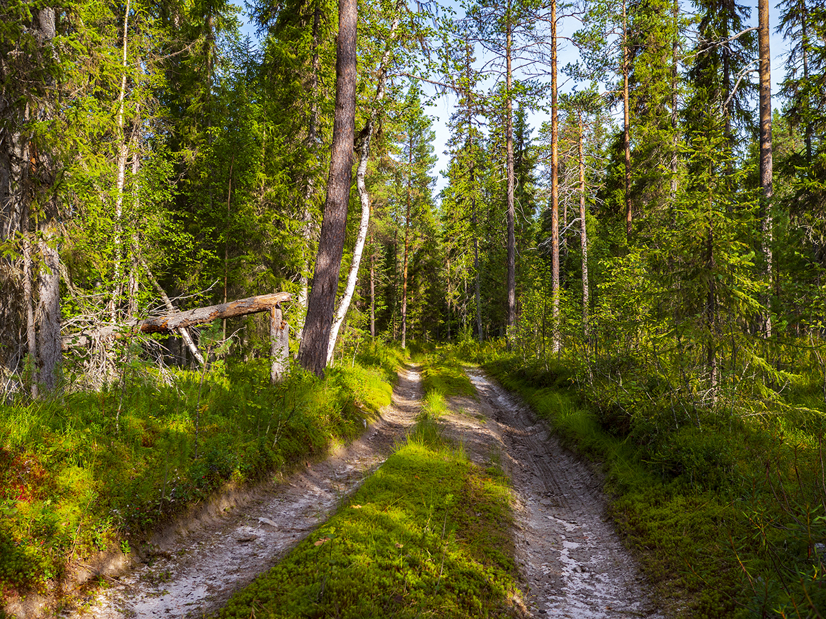 В Карелии сотрудник предприятия брал деньги за «липовое» содержание лесных дорог