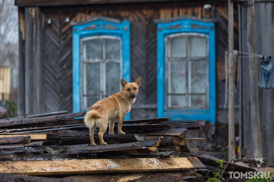 «Идет Армагеддон»: из-за программы расселения «аварийки» в Карелии растет число бездомных собак