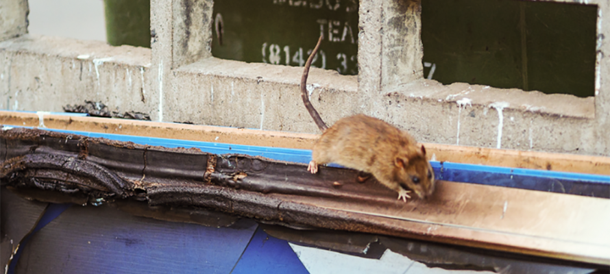 Крысы устраивают пиры на контейнерных площадках в Петрозаводске