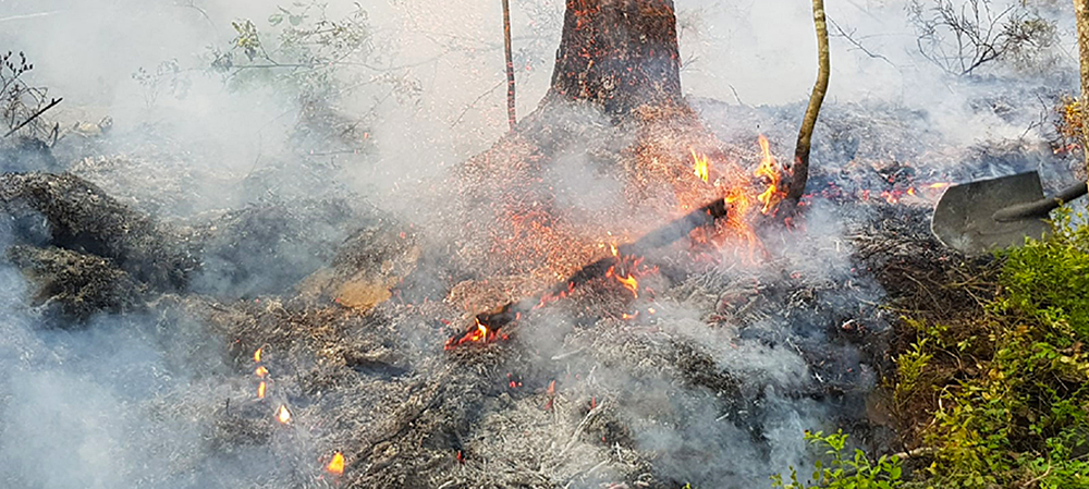 Пожарные потушили четыре лесных возгорания в этом году в Карелии