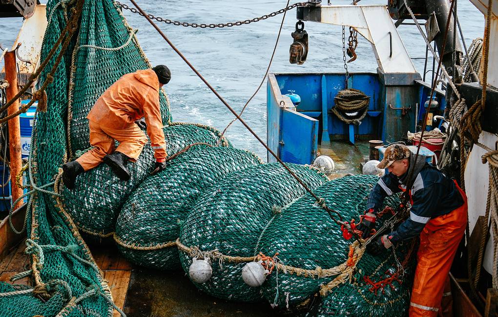 Страны Азии все больше покупают рыбу, добытую промысловым флотом Карелии