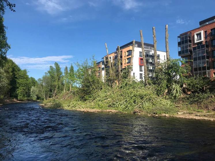 В мэрии Петрозаводска рассказали, зачем вырубили деревья в парке «Ямка»