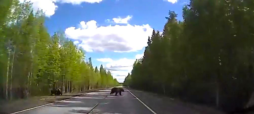 Веселая медвежья семья испугала водителя на севере Карелии (ВИДЕО)