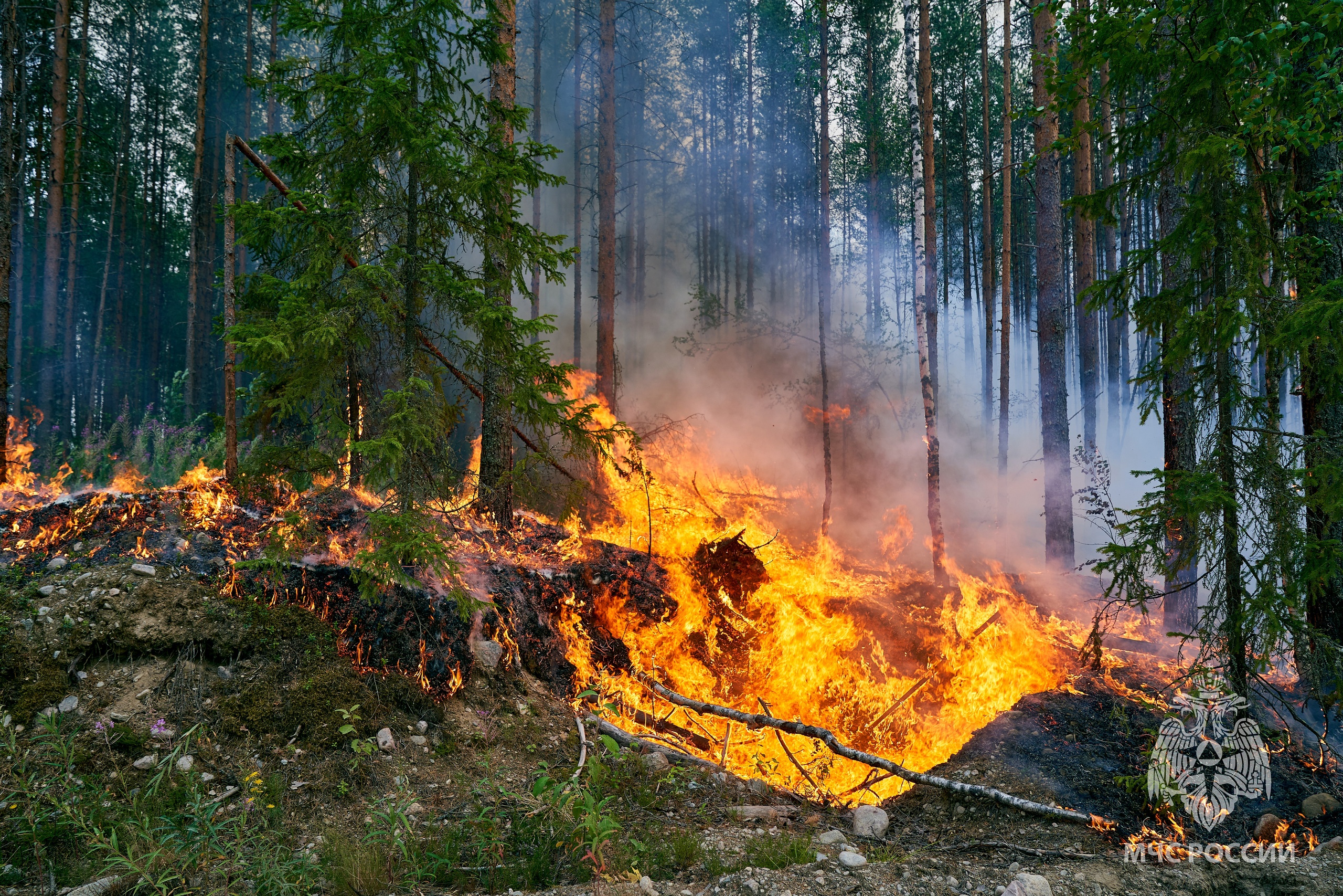 Площадь лесных пожаров в Карелии по сравнению с прошлым годом выросла почти в четыре раза