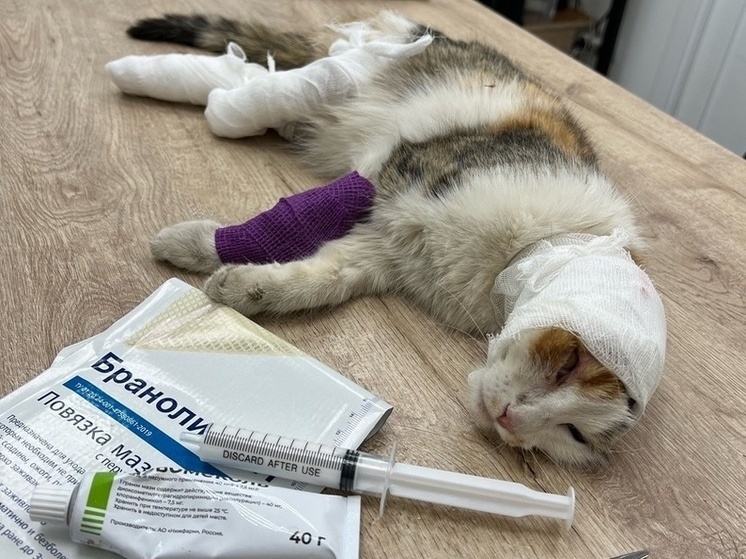 В Петрозаводске волонтеры пытаются спасти кошку, которую пьяные хозяева бросили умирать