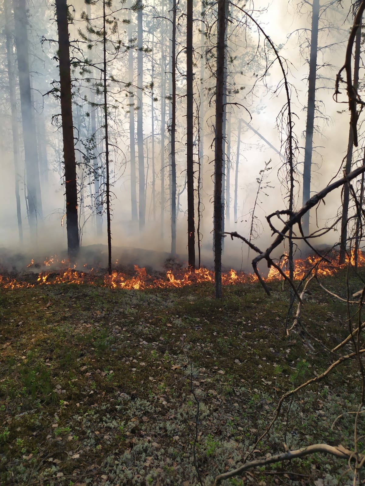 Спасатели более 4 часов боролись с лесным пожаром в районе Карелии (ФОТО)