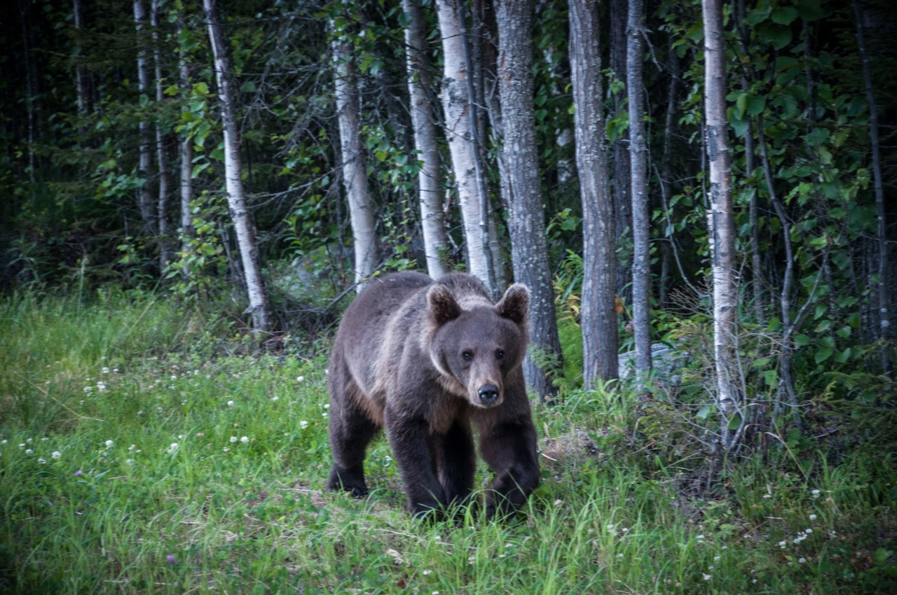 Медведь пришел в один из самых крупных районов Петрозаводска
