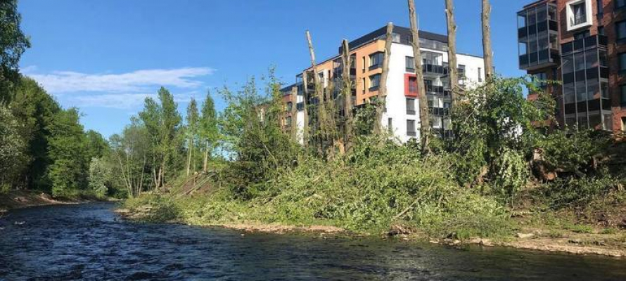 Стало известно, кто разрешил вырубить деревья у реки Лососинки в Петрозаводске