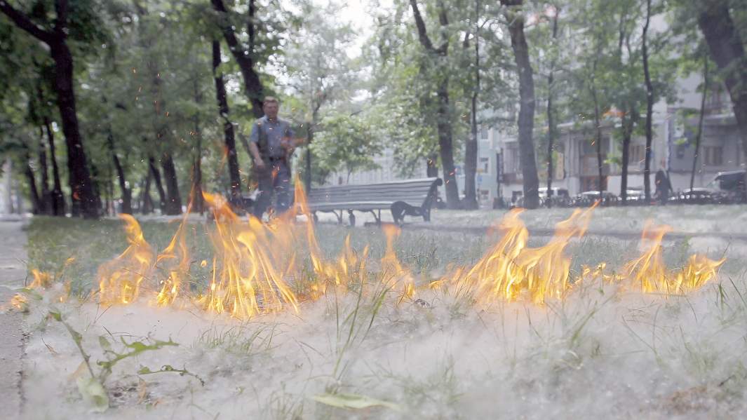 «Белый порох»: в Минприроды Карелии предупредили о сезонном источнике пожаров