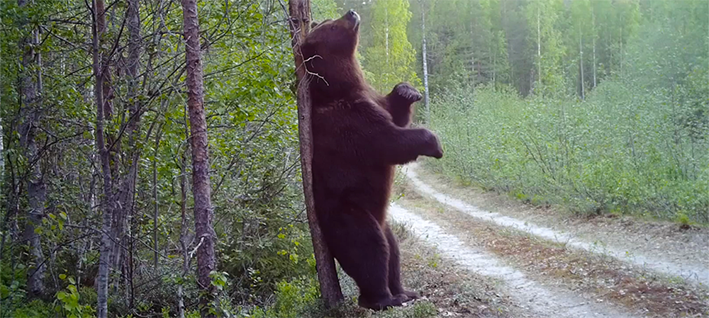 Медведи на севере Карелии показали на камеру, как они любят чесать спину (ВИДЕО)