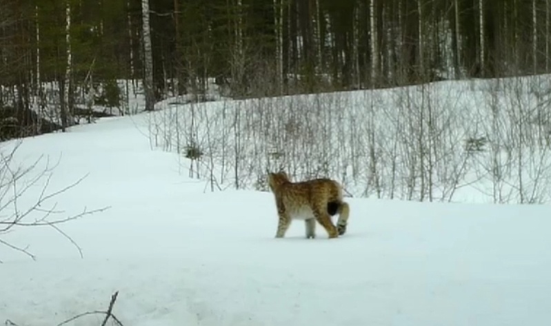 Любознательная рысь заглянула в камеру видеонаблюдения на севере Карелии (ВИДЕО)