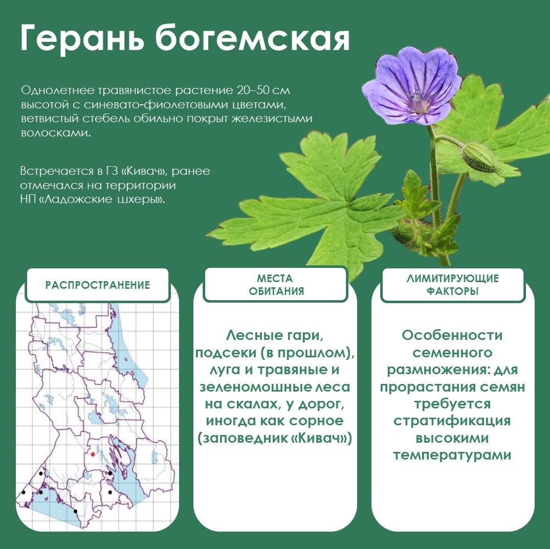 В Минприроды Карелии рассказали о герани с благородным названием