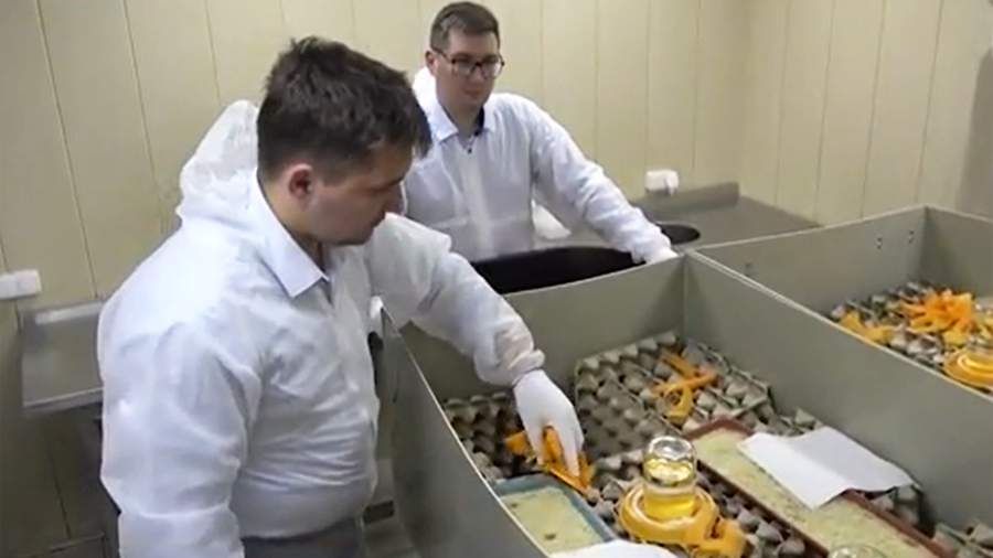 В России собираются наладить производство еды из сверчков