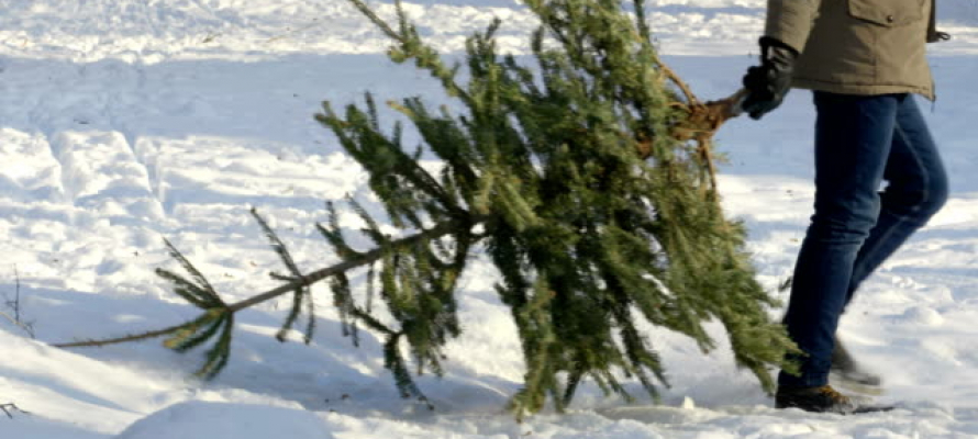 Стало известно, куда жители Петрозаводска могут утилизировать новогодние елки
