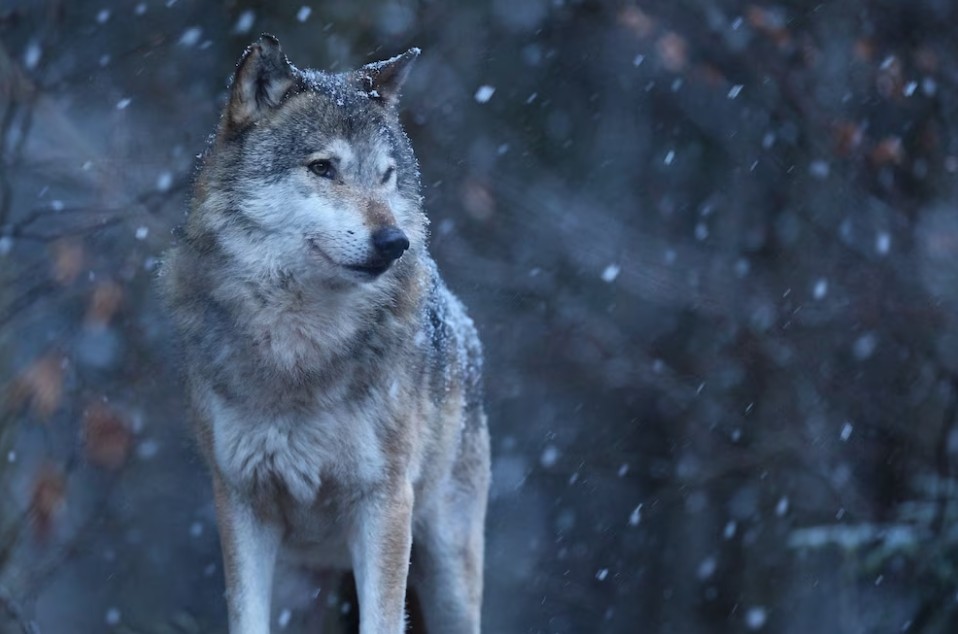 Волки посетили окрестности популярного туристического города в Карелии 