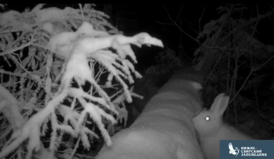 Пиршество зайца-беляка и бочок рыси зафиксировала камера наблюдения в заповеднике на границе Карелии