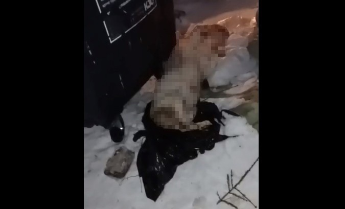 Мертвую собаку с пакетом на голове обнаружили на помойке в расширенном центре Петрозаводска