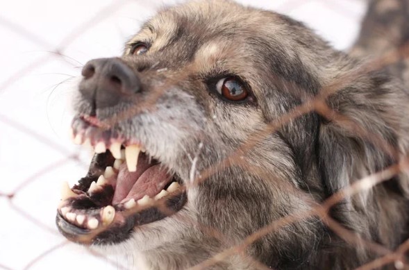 Питкярантский суд взыскал 35 тысяч рублей с женщины, чья собака сорвалась с поводка