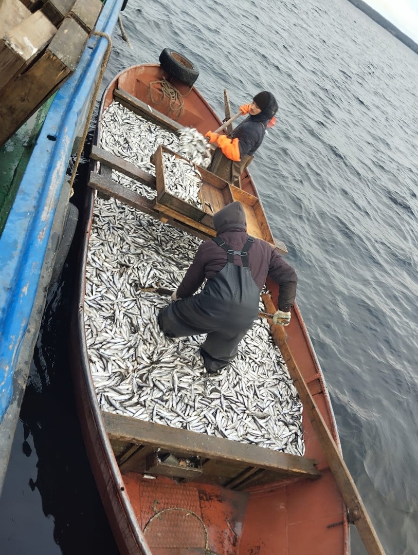 В прошлом году в Карелии добыли 1 856 тонн пресноводной рыбы