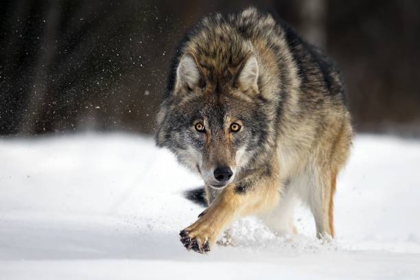 В Муезерском районе пройдет охота на волков