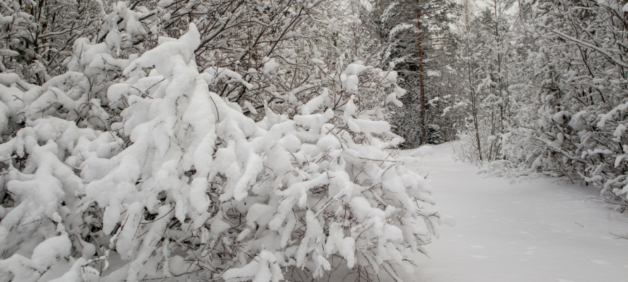 За последние 50 лет наблюдений этой зимой в Петрозаводске выпало наибольшее количество снега