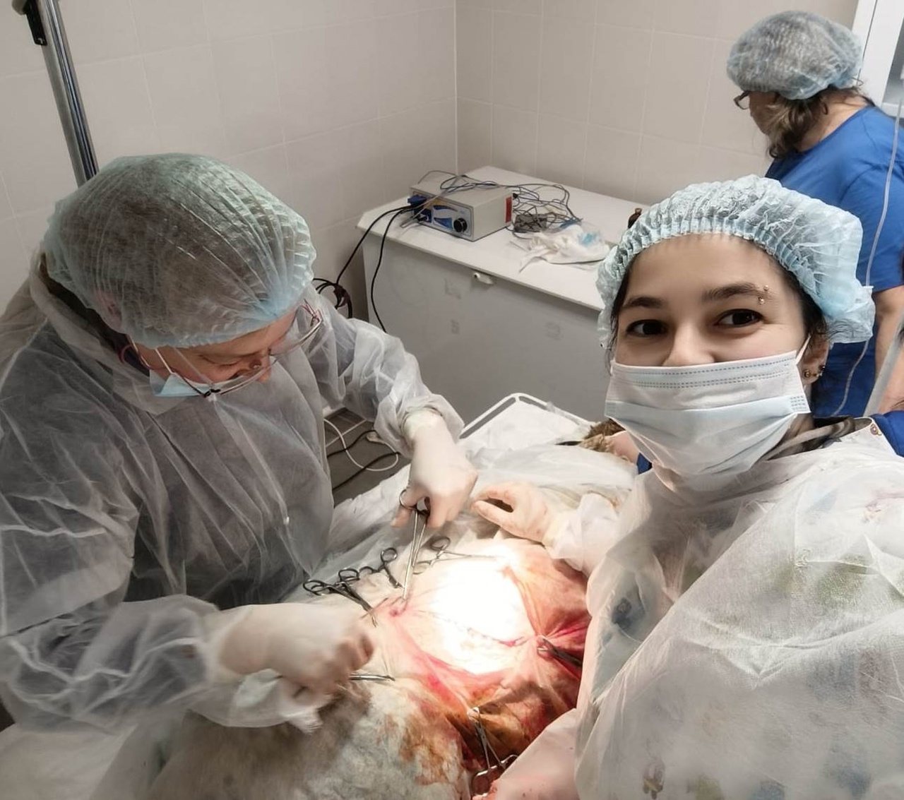 Лахденпохские ветеринары провели успешную операцию по кесареву сечению овце