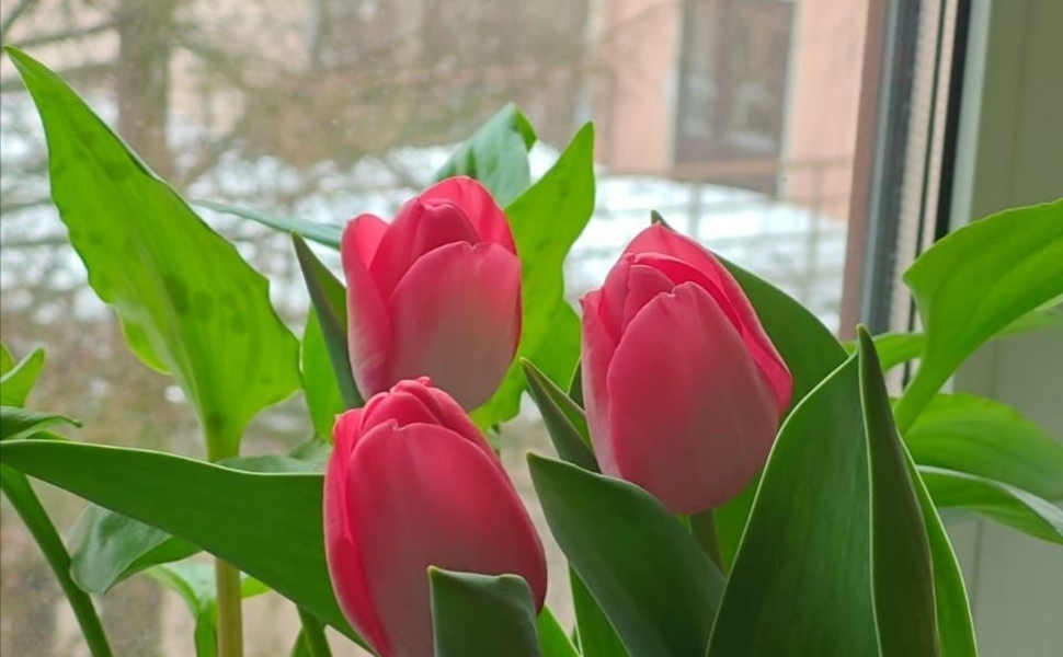 В Петрозаводском университете вырастили экспериментальные тюльпаны