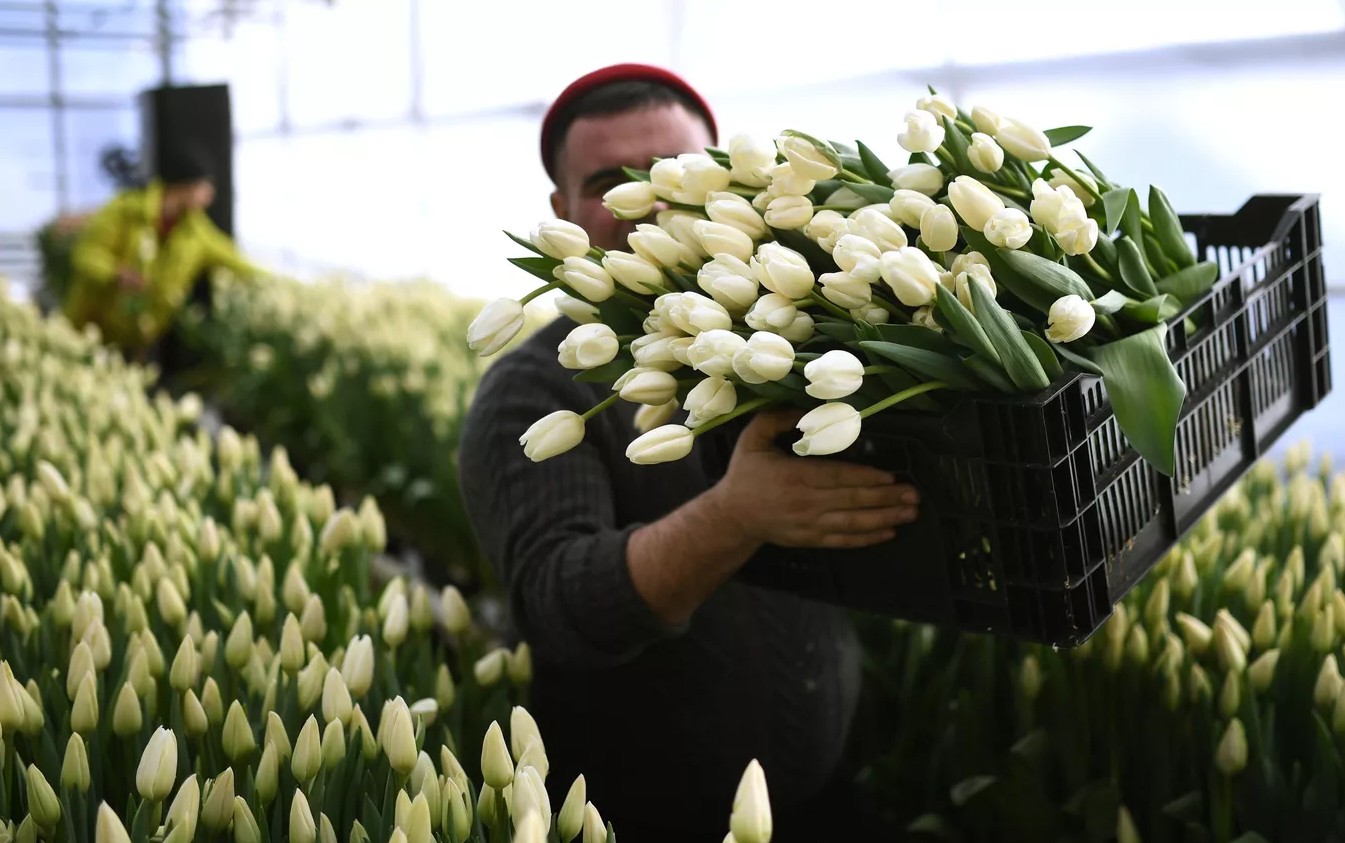 В Карелии вырастили 240 тысяч тюльпанов к женскому дню 