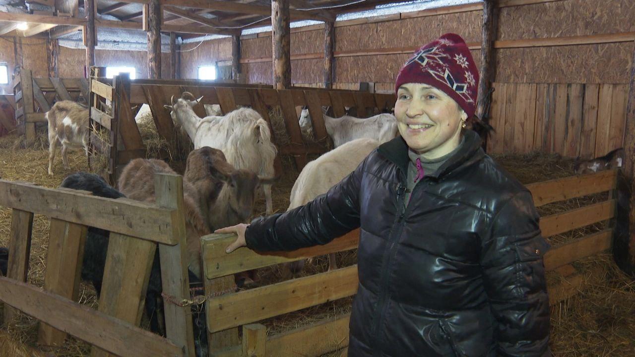 Гонки на собачьих упряжках вдохновили семью на открытие собственной фермы в Карелии