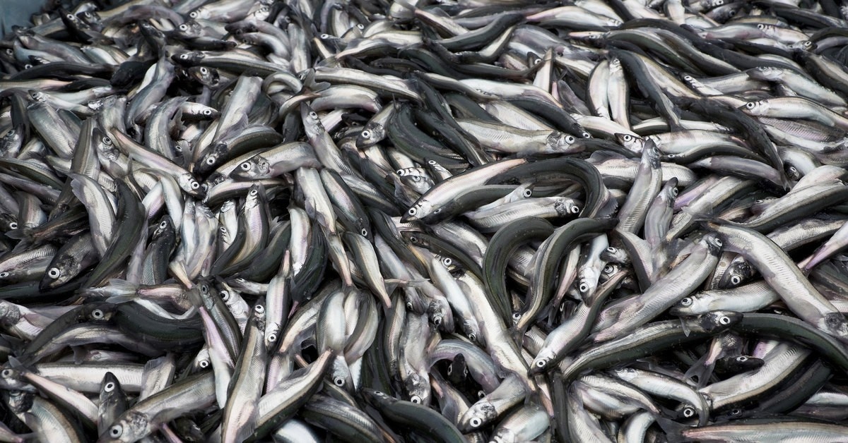 Компании Карелии выловили в двух океанах 13,2 тысячи тонн рыбы