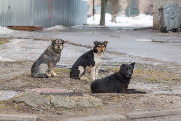 В Сегежском округе Карелии будут отлавливать бездомных собак 