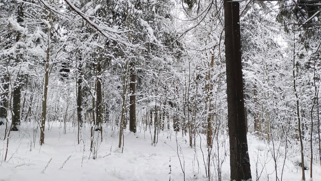 На севере Карелии ожидаются сильные снегопады