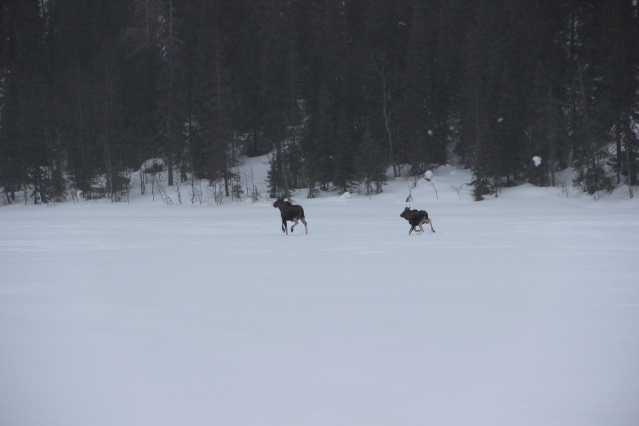 Глубокий снег в горах Карелии заставил оленей уйти из национального парка